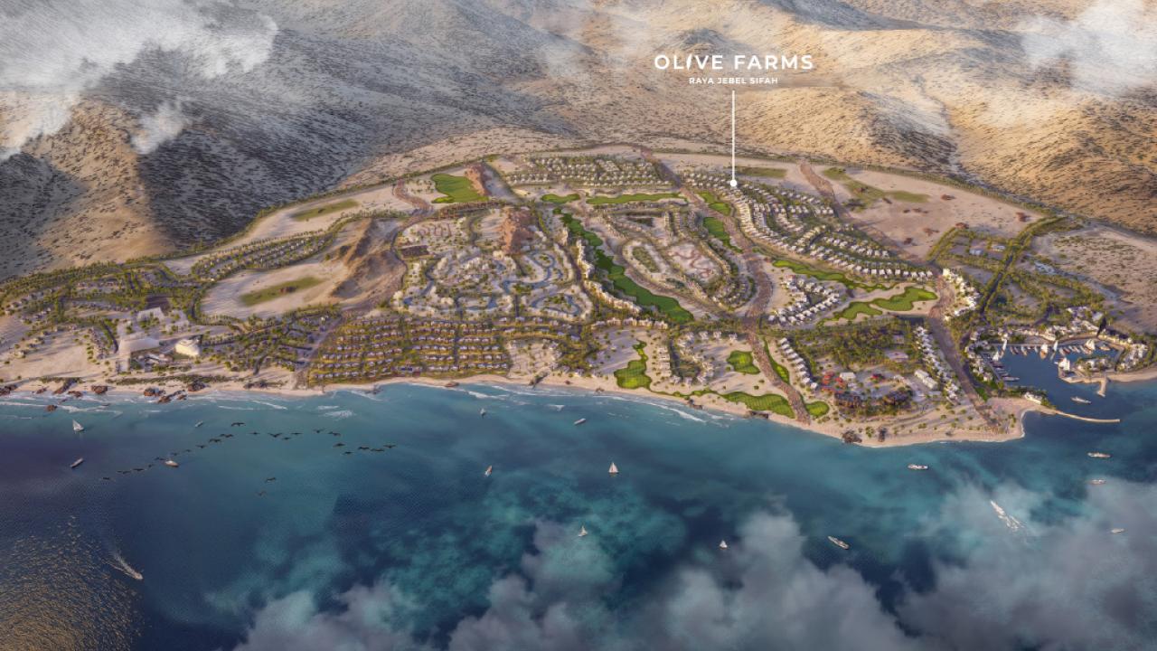 Olive Farms